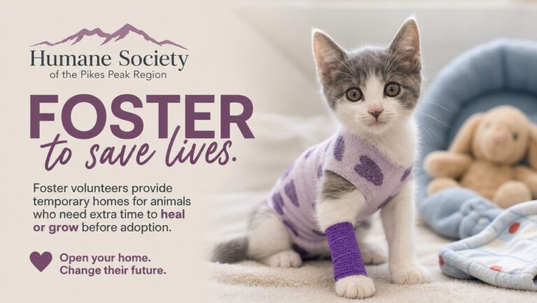 foster pet care 253629 TfuRT 768x434